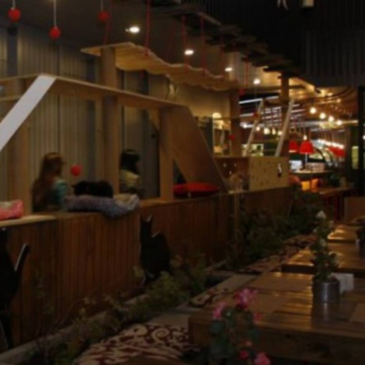 ¡Atención Cat Lovers! Abren primer Cat Café en Chile