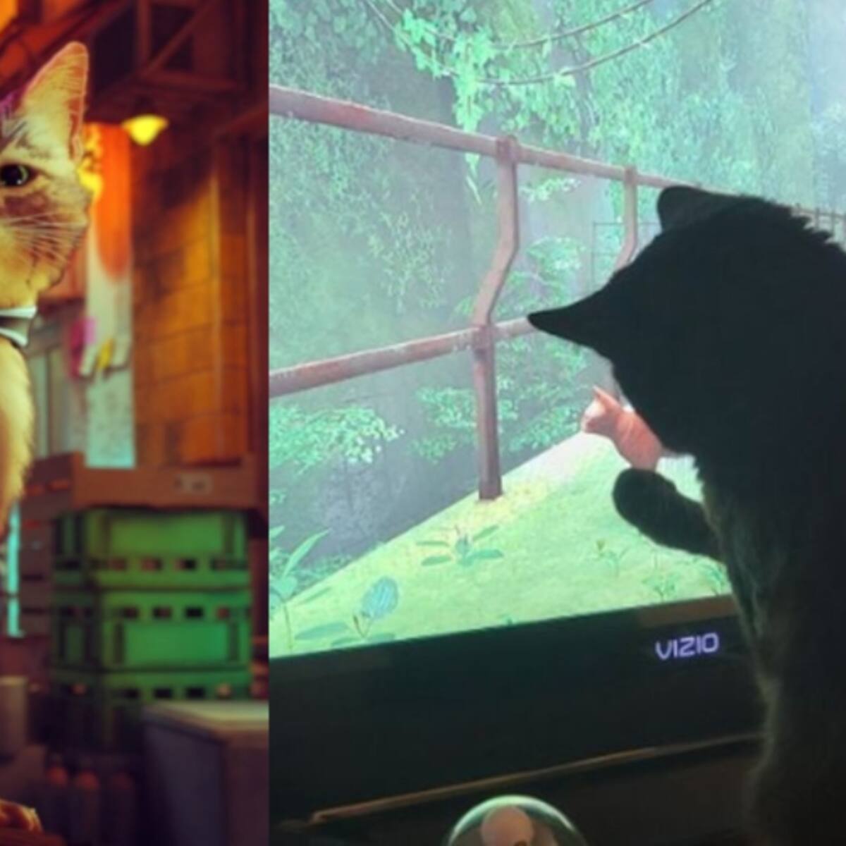 «Stray»: Redes sociales se llenan de gatos que reaccionan al juego del momento
