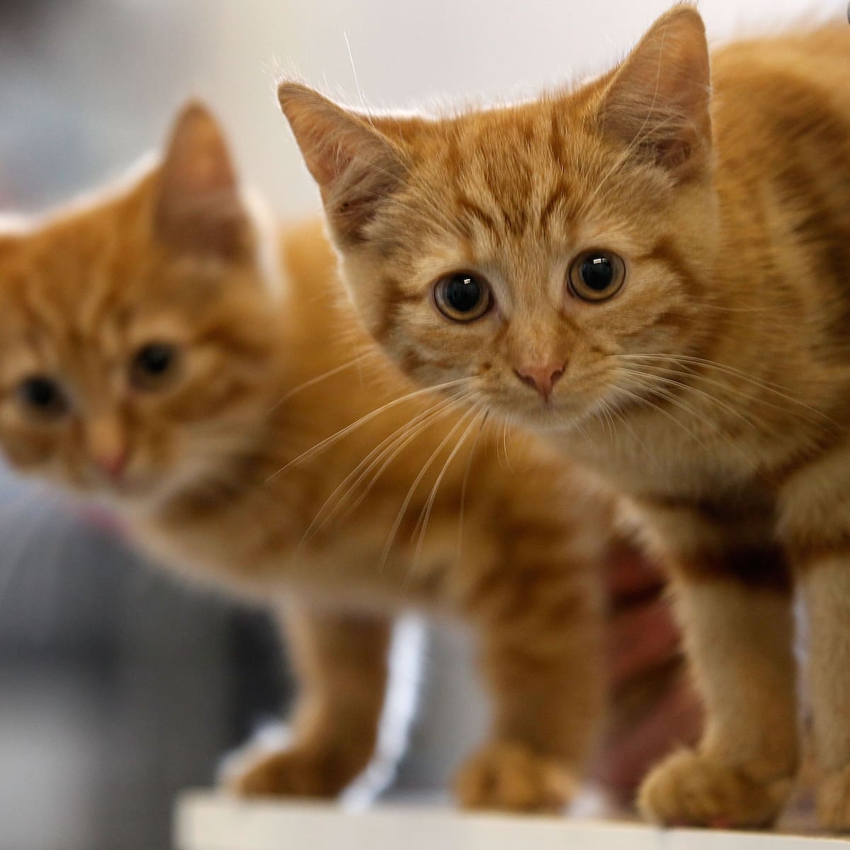 ¿Por qué agosto es el "Mes de los Gatos"? La razón biológica detrás de los maullidos nocturnos