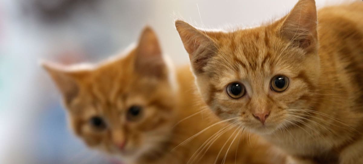 MANCHESTER, ENGLAND - JULY 27: Milly, a 13-week-old kitten waits with her brother Charlie (L) to be re-homed at The Society for Abandoned Animals Sanctuary in Sale, Manchester which is facing an urgent cash crisis and possible closure on July 27, 2010 in Manchester, England. The Society for Abandoned Animals exists entirely on public support and unless it can raise GBP 50,000 in the next couple of months it will have to close down. The registered charity started in 1967 and in the last five years alone the charity has rescued and found homes for more than 1,000 cats, 290 rabbits and 262 dogs. The rescue centre is one of the many who are suffering a downfall in donations due to the economic recession. (Photo by Christopher Furlong/Getty Images)