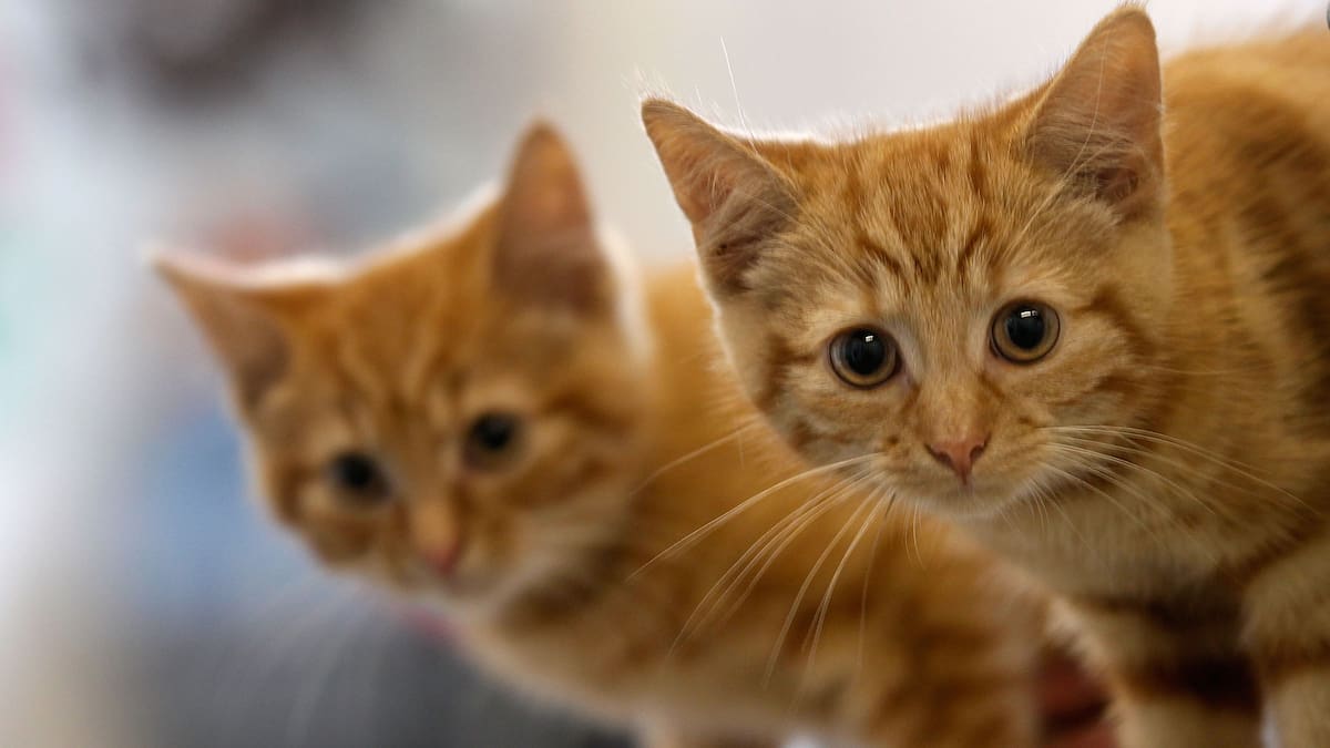 ¿Por qué agosto es el "Mes de los Gatos"? La razón biológica detrás de los maullidos nocturnos