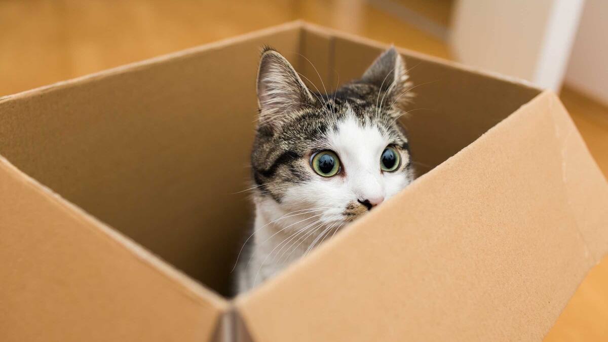 ¡La ciencia lo dice! Por esta razón los gatos aman estar en cajas