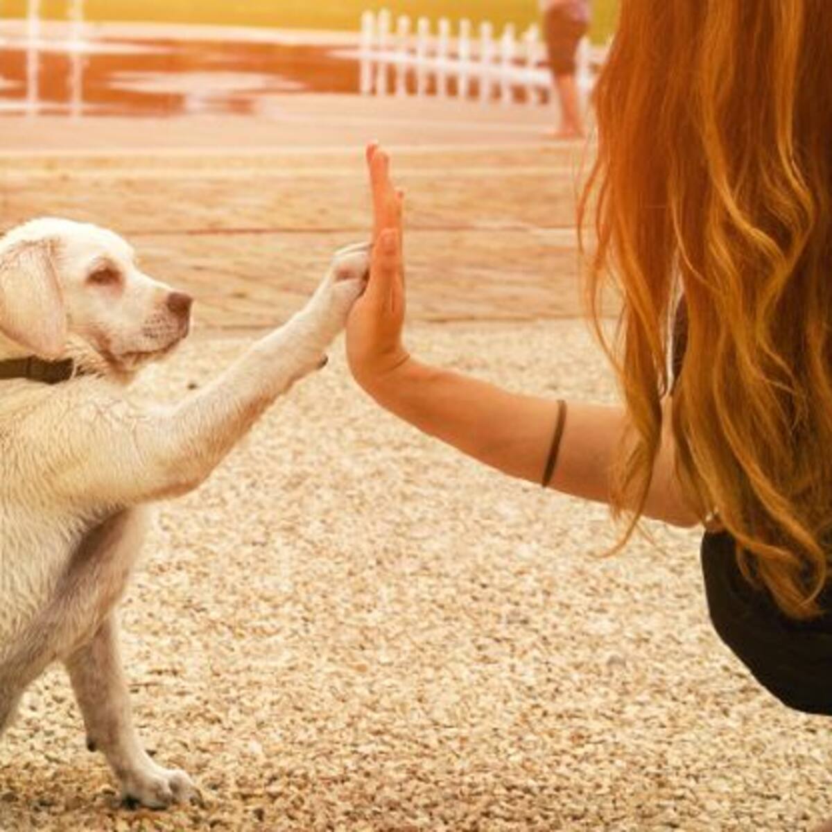 Los perros le agregan años de vida a sus humanos