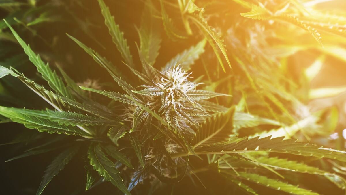 THC Expo 2022: Conoce a los expositores de la nueva edición