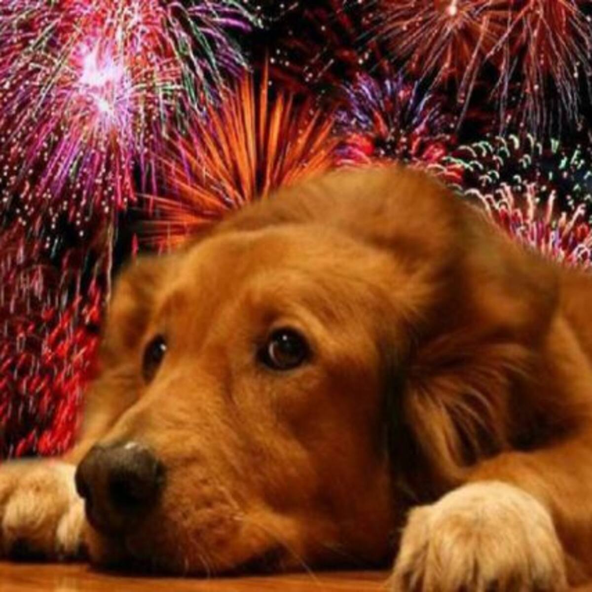 Nat Geo emitirá programa especial para calmar a tus mascotas durante Navidad y Año Nuevo