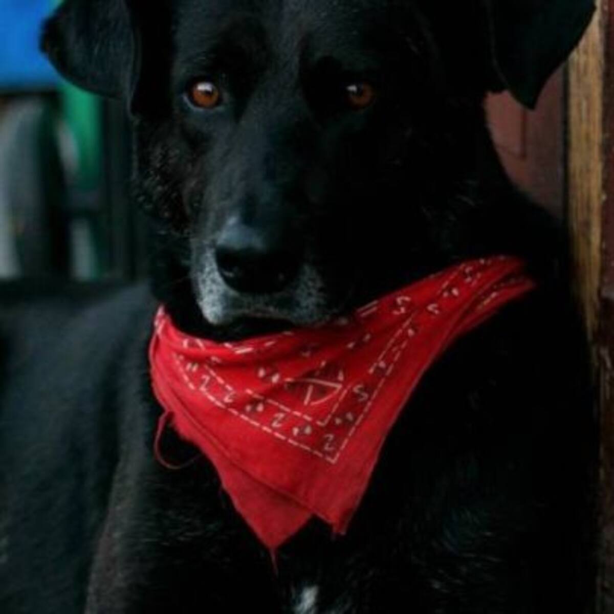 Muere el «Negro Matapacos»: El perro revolucionario que iba a todas las marchas