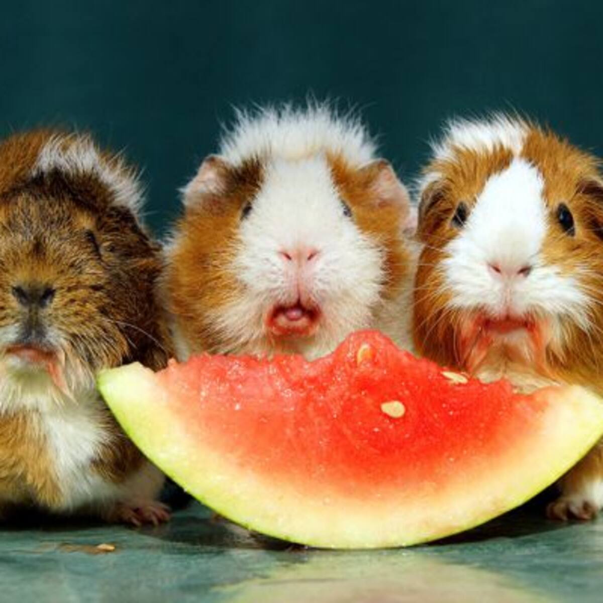 No estarán más solitos: En Suiza prohíben tener solamente un cuyi