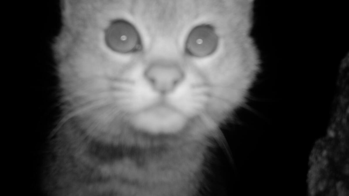 CONAF detecta al gato del desierto en la Reserva Nacional Los Flamencos