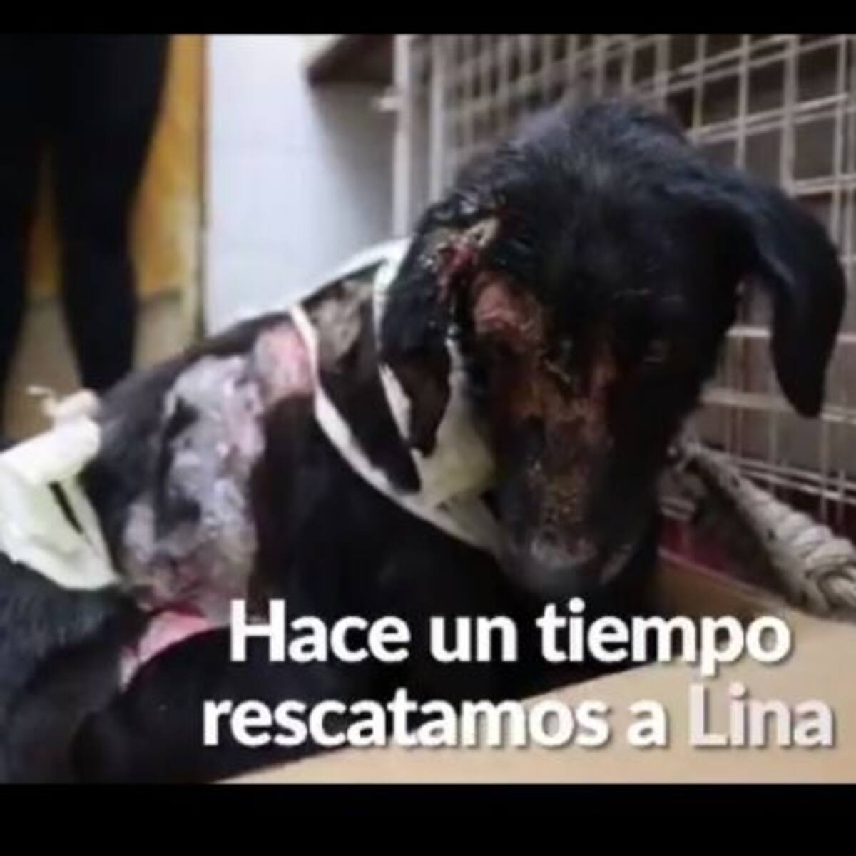 Esta perrita fue atacada con aceite hirviendo pero aún así siguió amamantando a sus cachorros