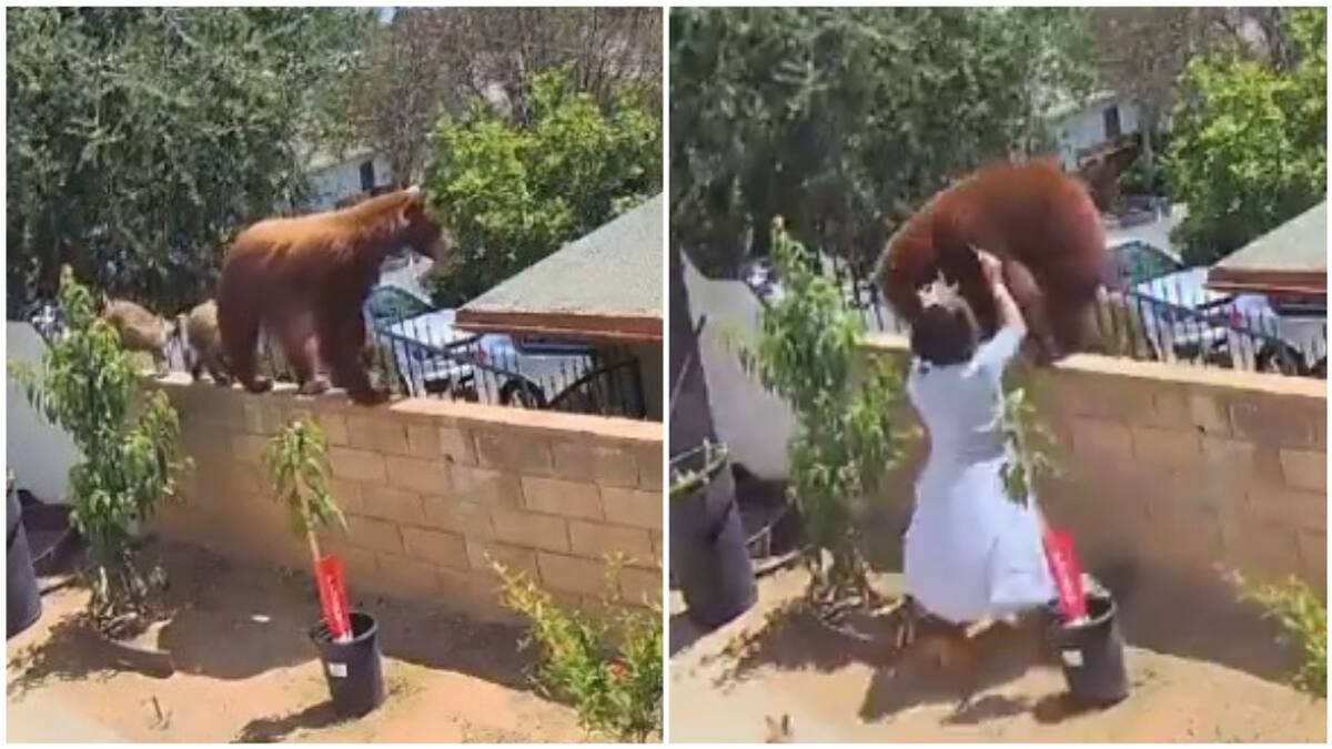 ¡Instinto madre leOSA! Joven encaró a una mamá osa con tal de defender a sus perritos