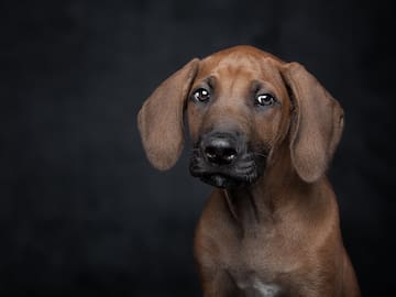 Estos son los alimentos que no puede comer tu mascota