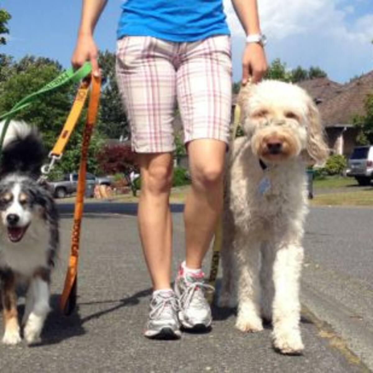 ¡Resuelve todas las dudas que tengas respecto a la “Ley Cholito”!