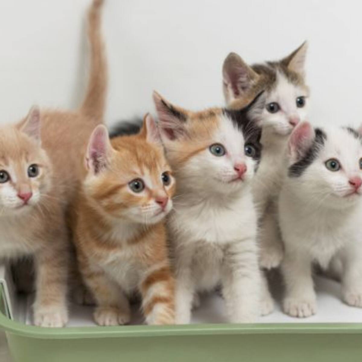 ¿Cuidarías a 55 gatos en una isla por un sueldo fijo?