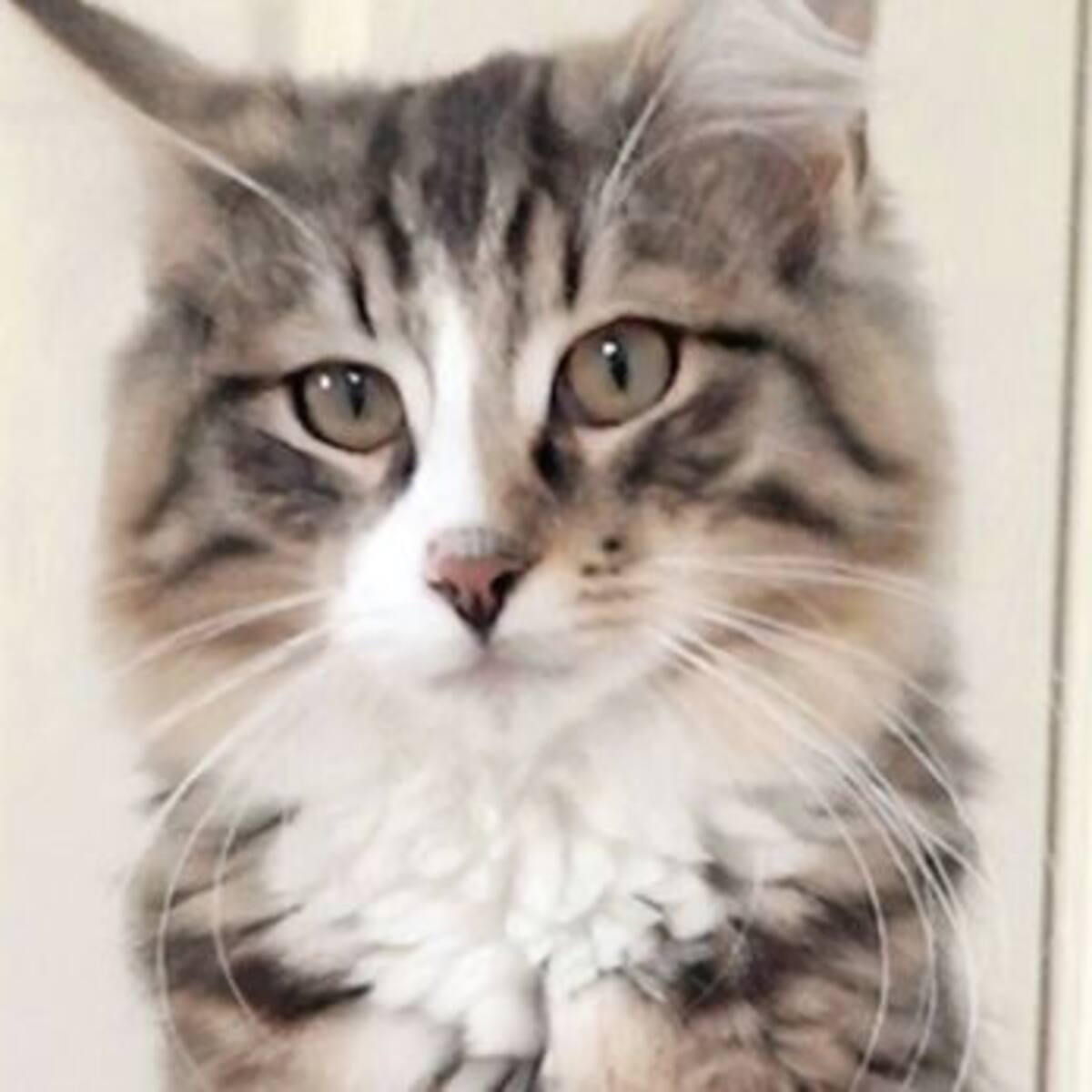 Pareja encontró a su gato perdido en una fábrica de alimento para mascotas… ¡y estaba el doble de gordo!