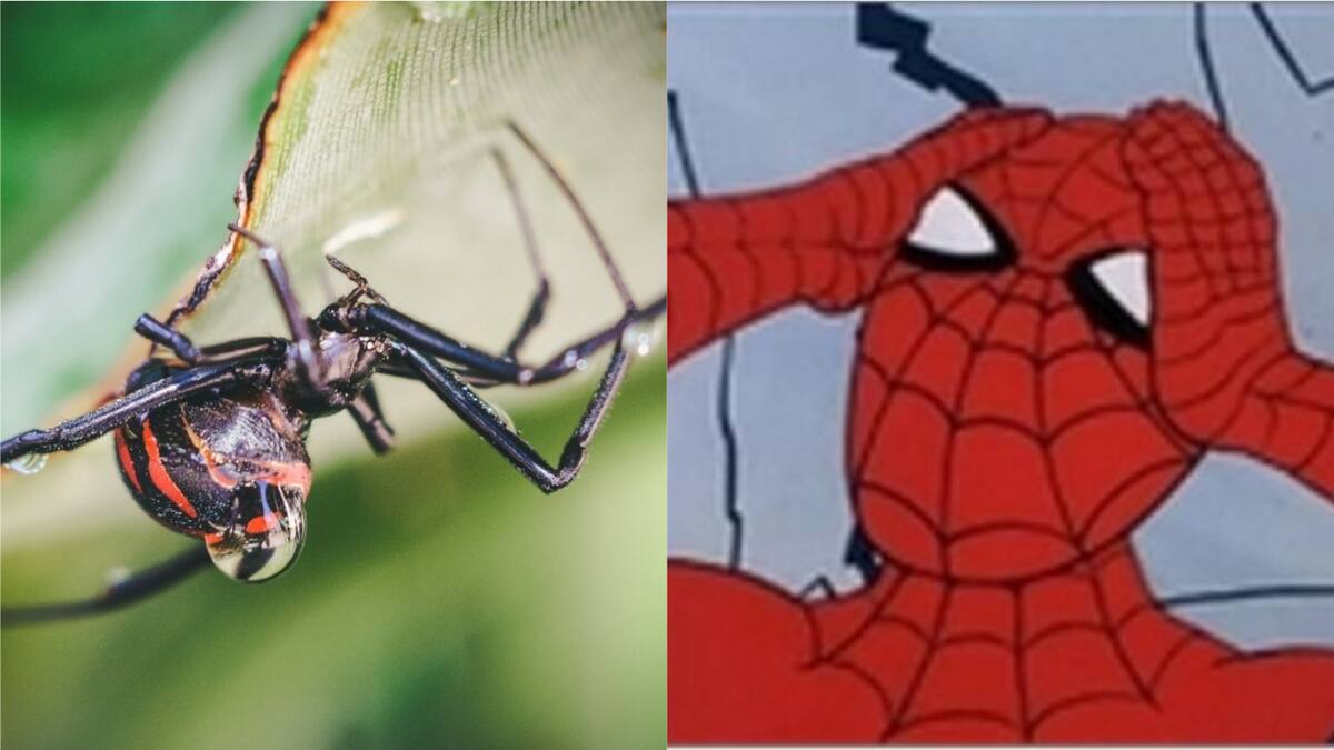 Niños en Bolivia se dejaron morder por una viuda negra porque querían transformarse en Spider-Man