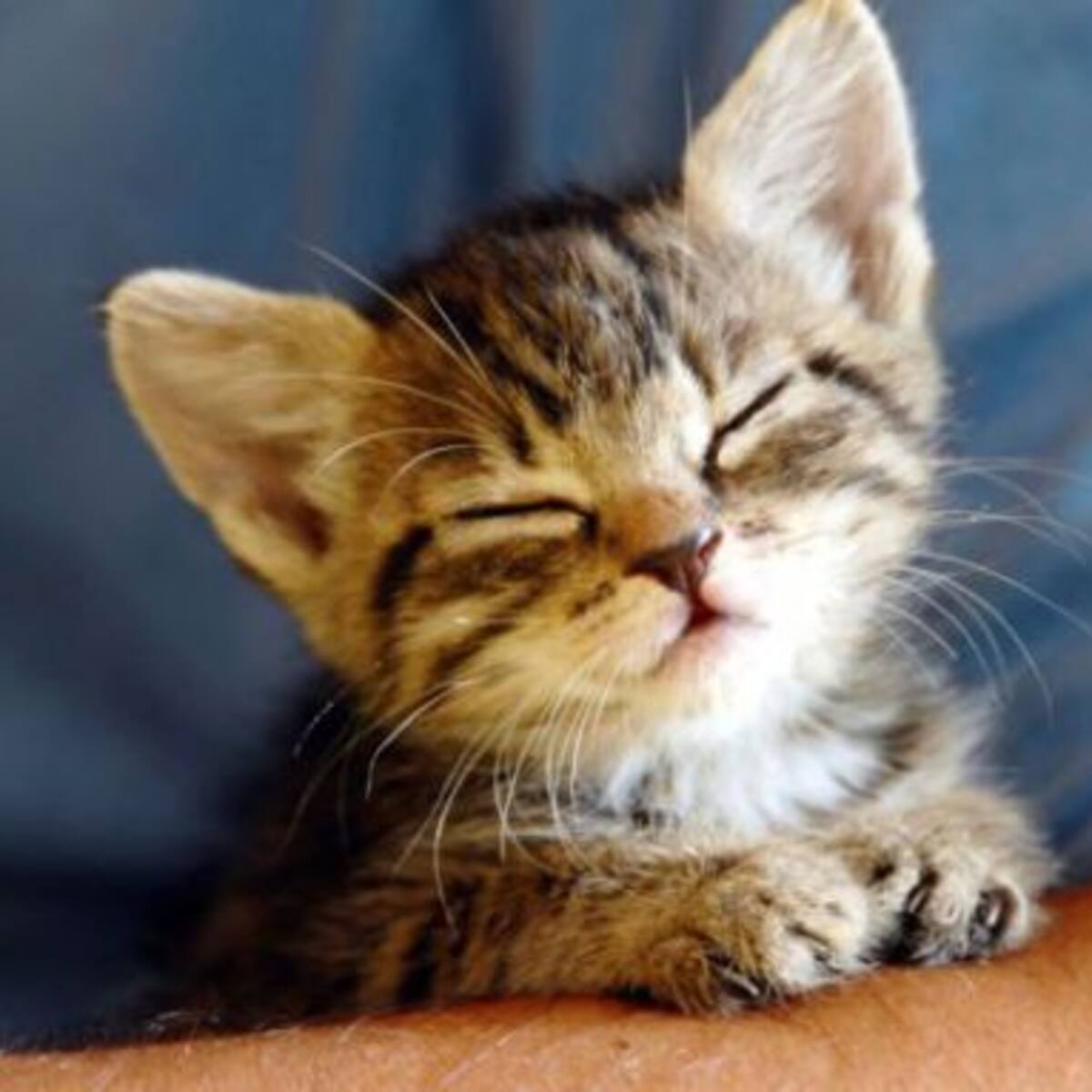 ¿Quién dijo que son indiferentes? Gatito rompe audífonos de su dueño y le trae una serpiente como reemplazo