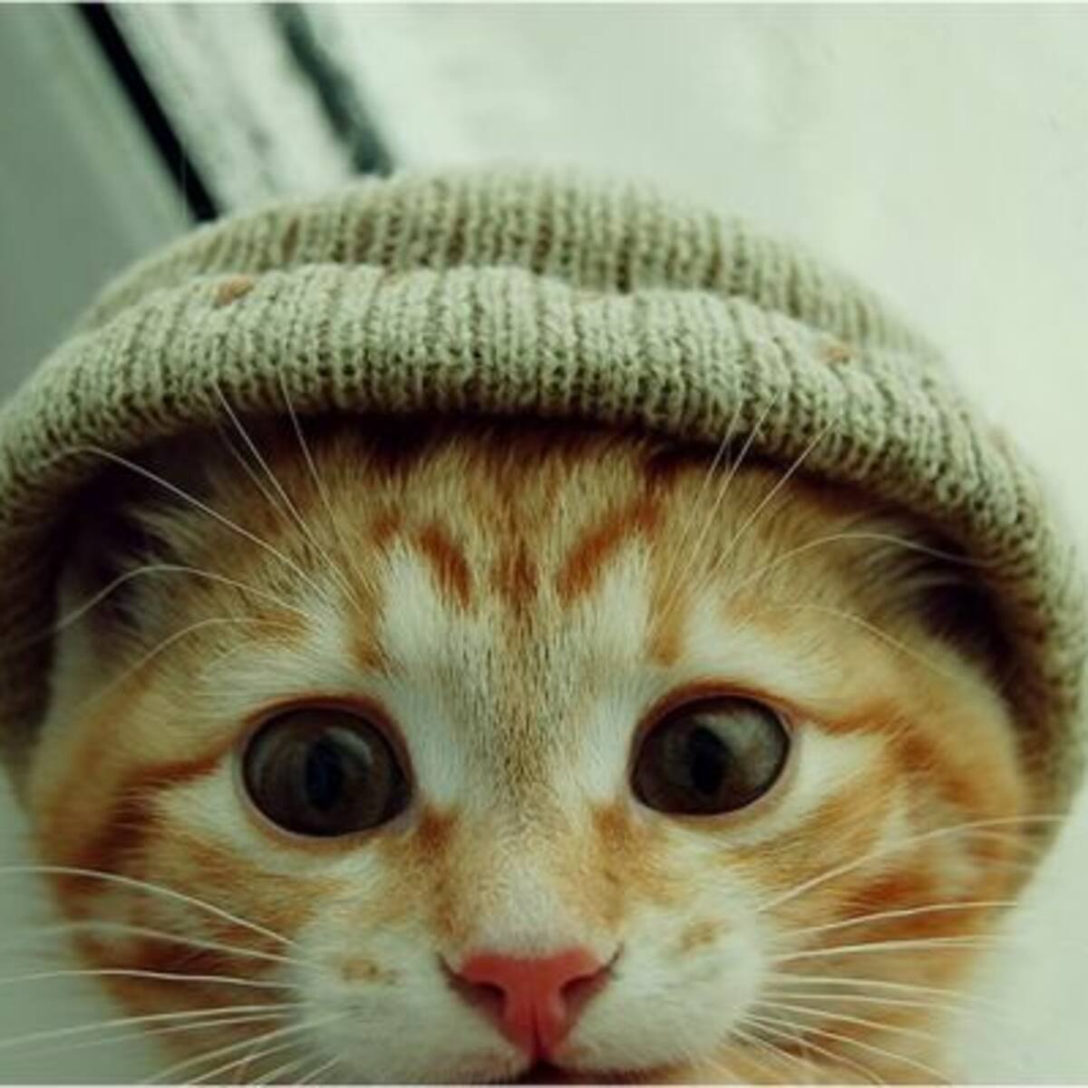 Este fin de semana hay Gato Fest