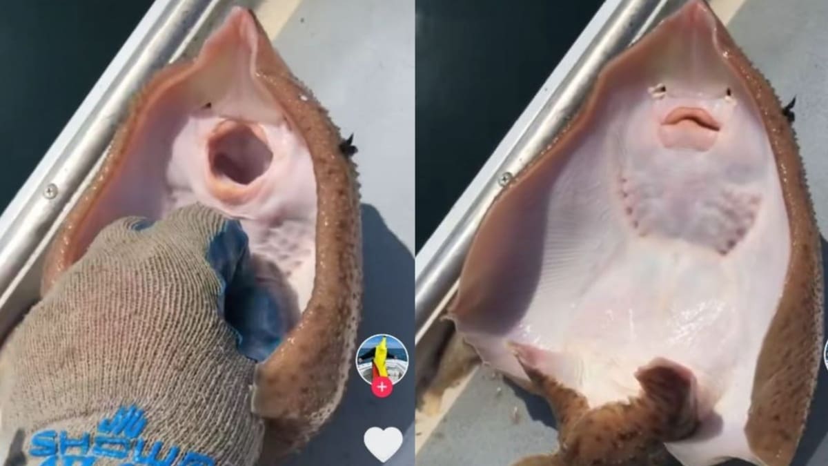 ¡No está riendo! TikTok de mantarraya a la que le hacen «cosquillas» esconde un cruel maltrato