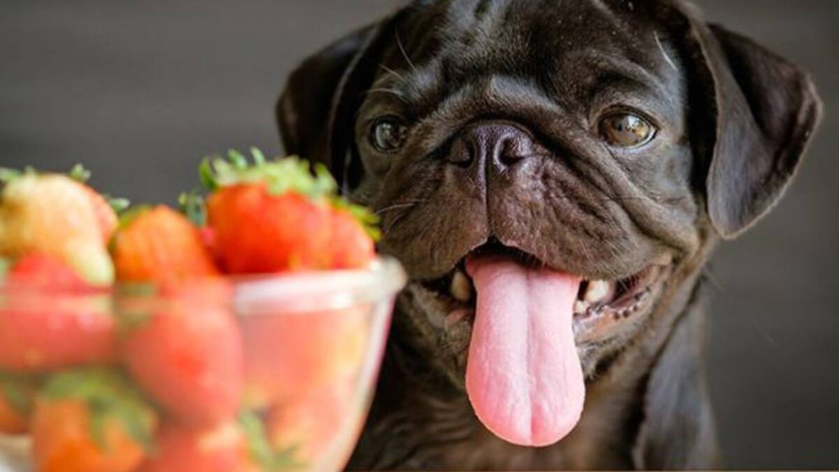 Descubre las 10 frutas que puedes darle a tu perro sin causarle daño