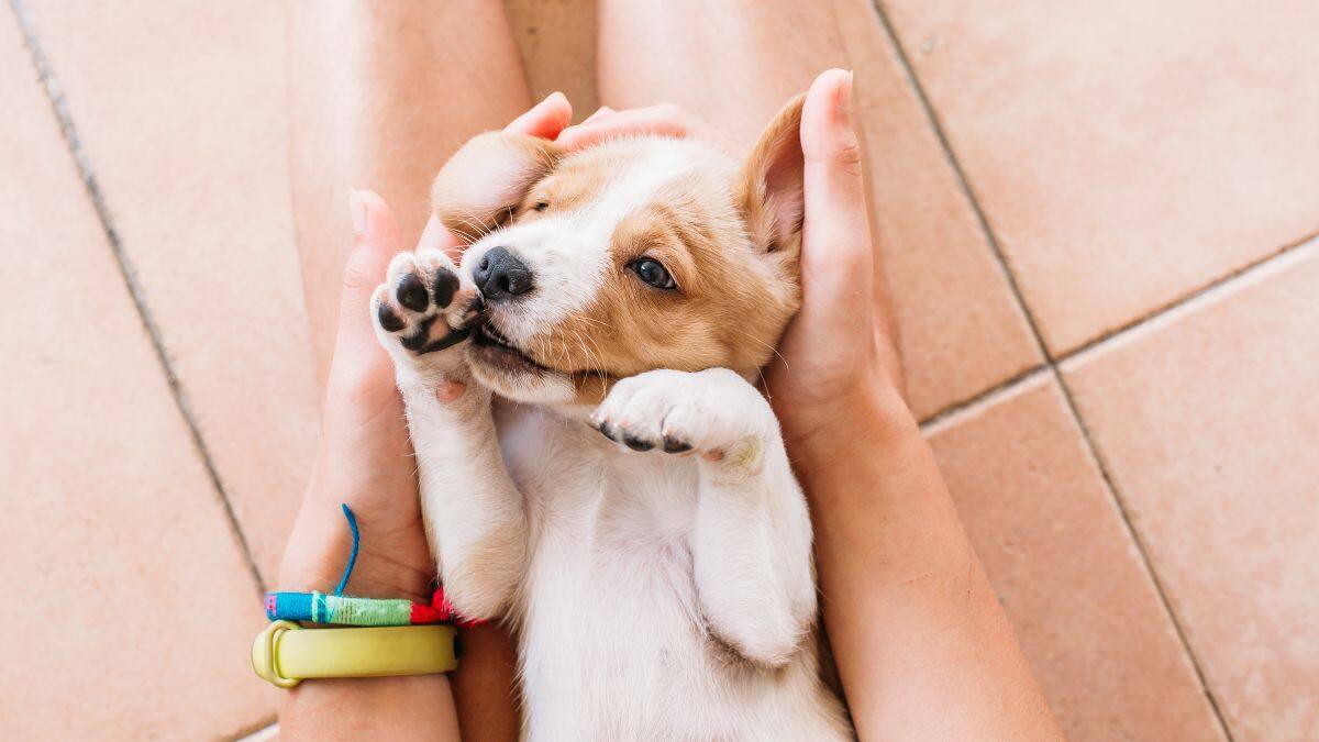 Diputado propone seguro para mascotas vinculado a las cotizaciones de Fonasa