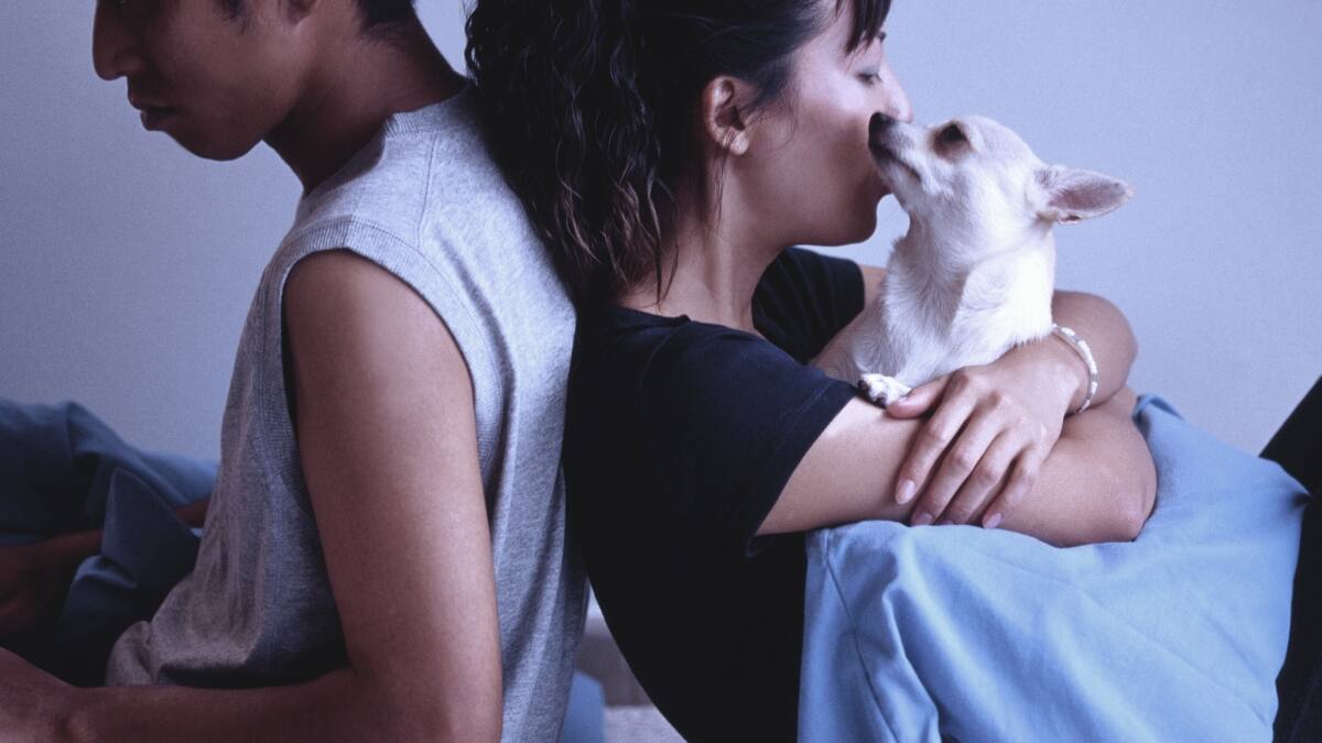 Mascotas serán consideradas como hijos en el proceso de divorcio en España