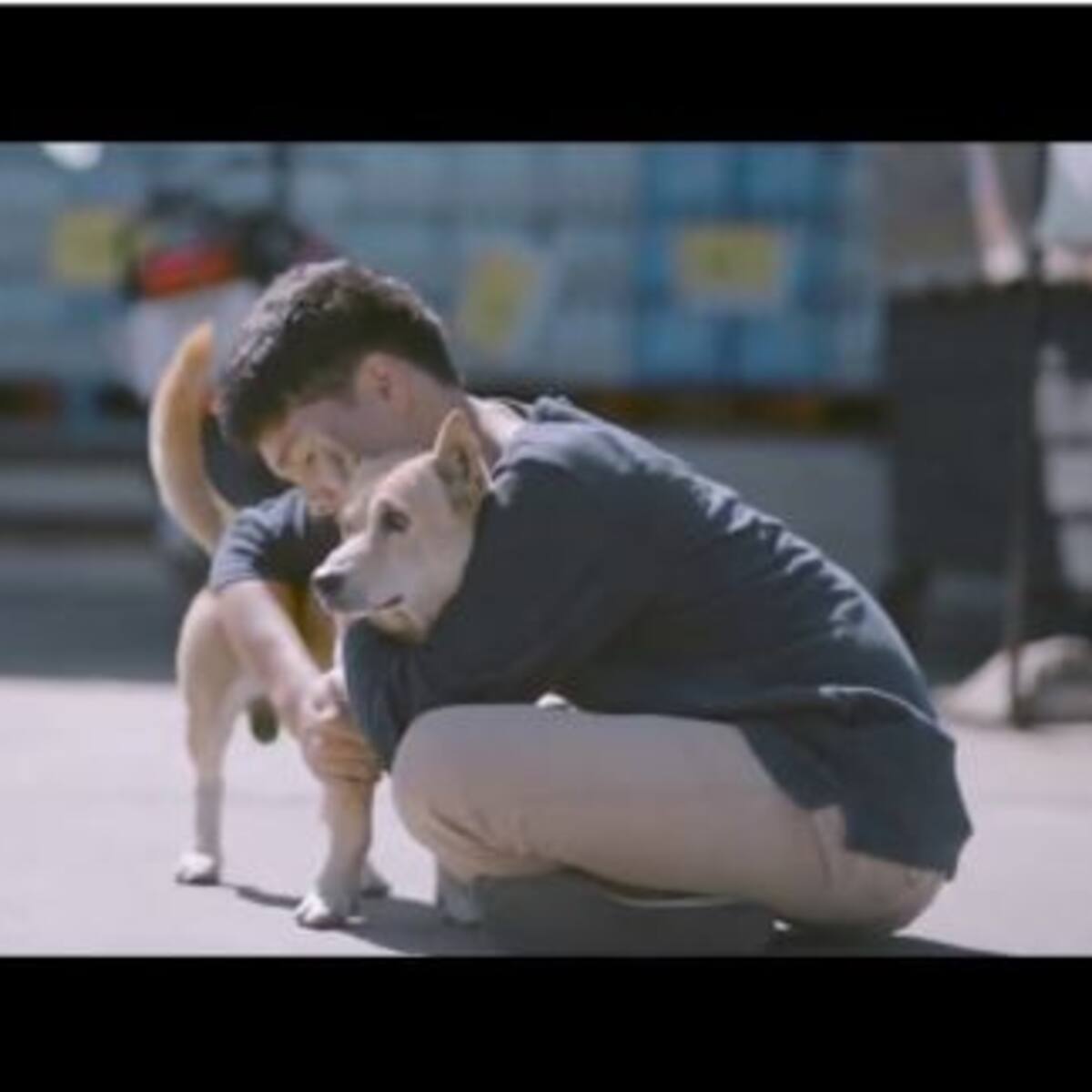 Tailandés invita a abrazar a perros callejeros en emotivo video