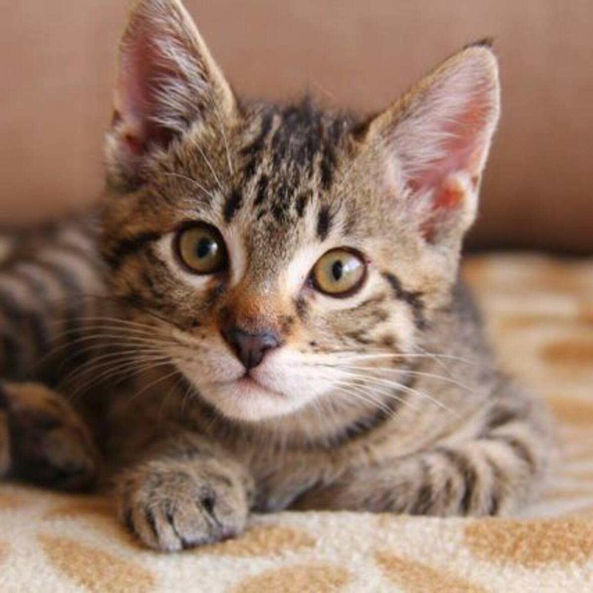 ¿Qué mascota es perfecta para tu signo?