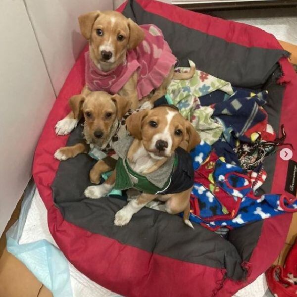 Tres preciosuras que esperan ser adoptadas en la Fundación Julieta. Captura Instagram.