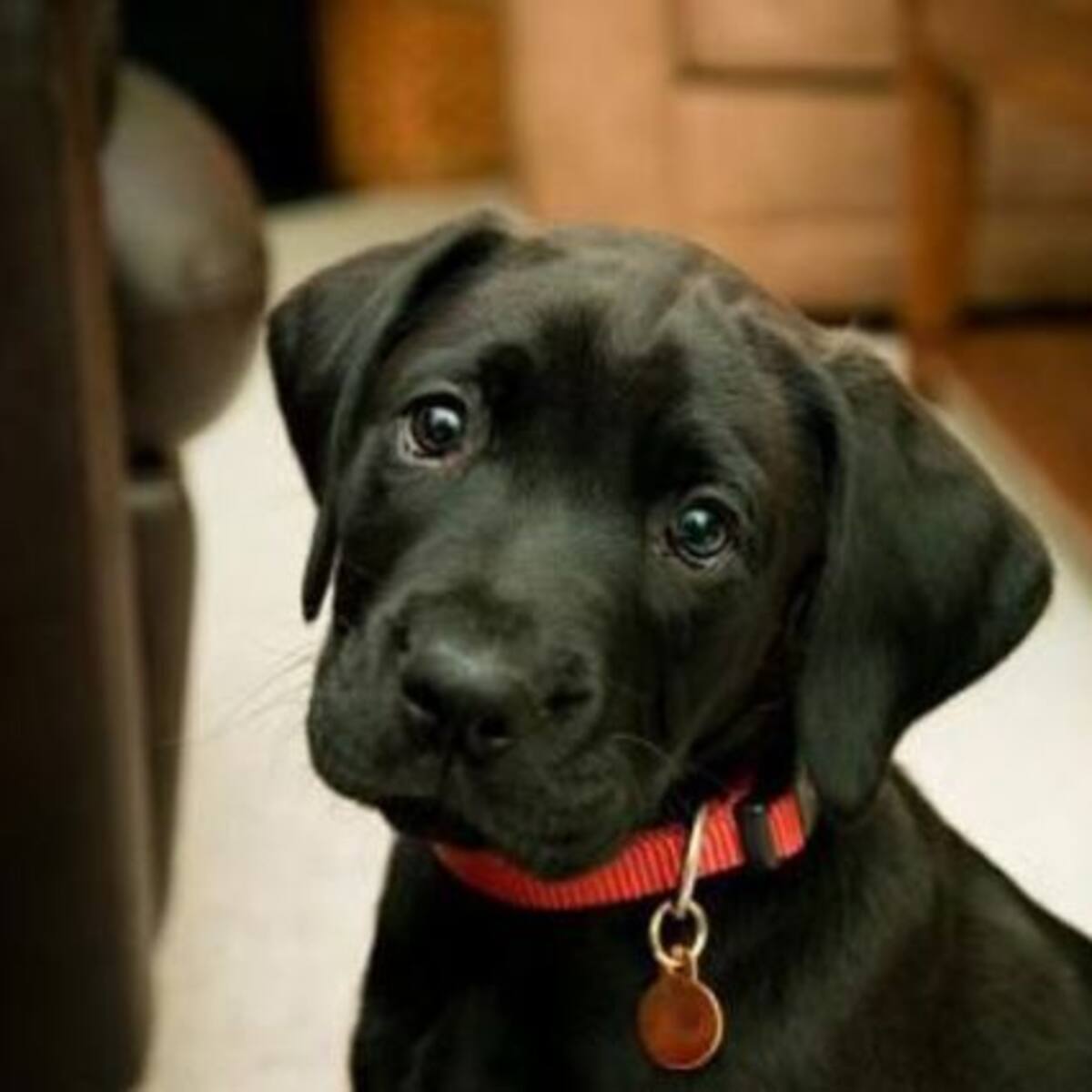 Tenencia responsable: ¿Cómo registrar a mi mascota si no posee chip?