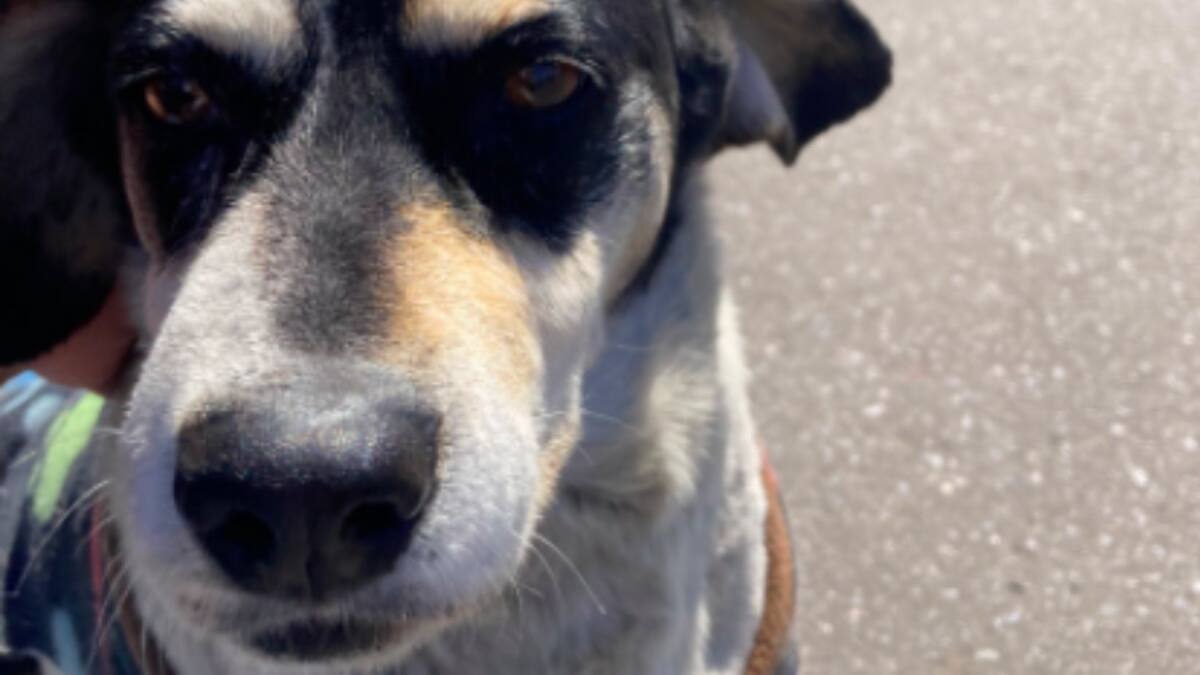 Conoce a Perejil, el perrito que tomó un bus en Copiapó, llegó a La Serena y terminó comiendo pizza