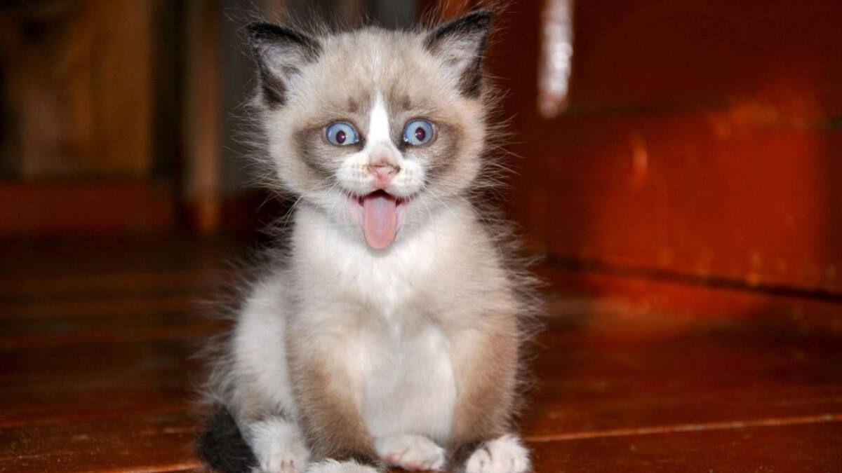 ¡WTF! Gatito se convierte en viral en TikTok tras aprender a «reirse»