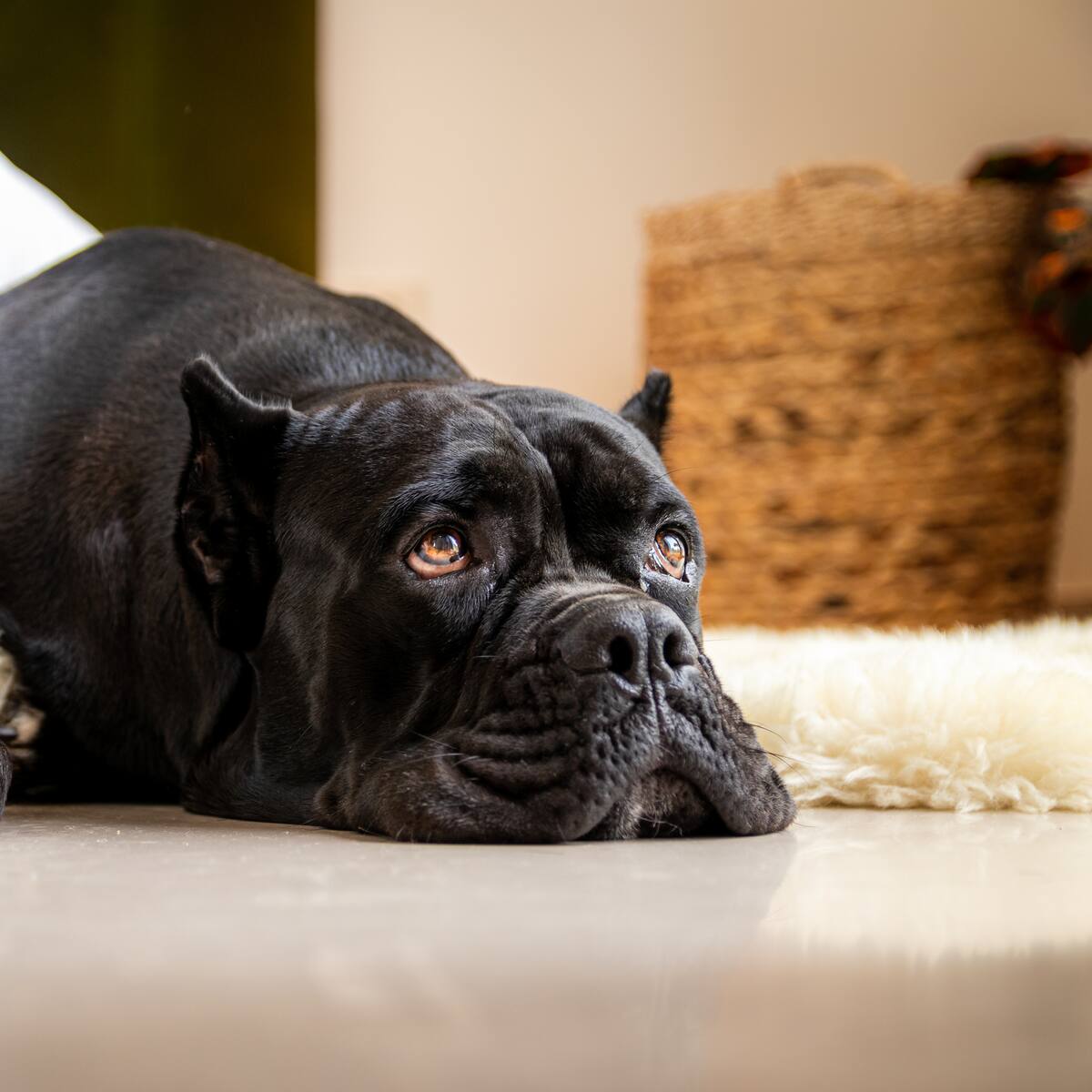 "Su boca no está acostumbrada": La razón por la que un gramo de wasabi puede causar un gran daño gástrico en tu mascota
