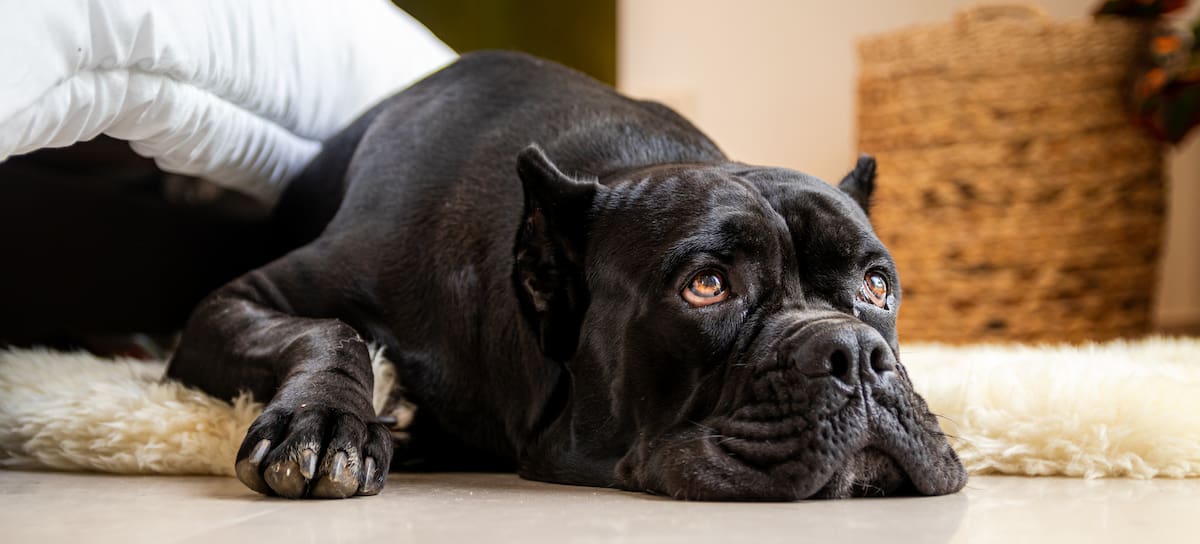 CL - Cane corso