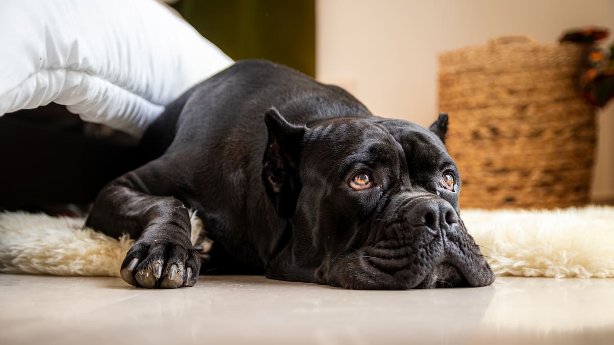 "Su boca no está acostumbrada": La razón por la que un gramo de wasabi puede causar un gran daño gástrico en tu mascota