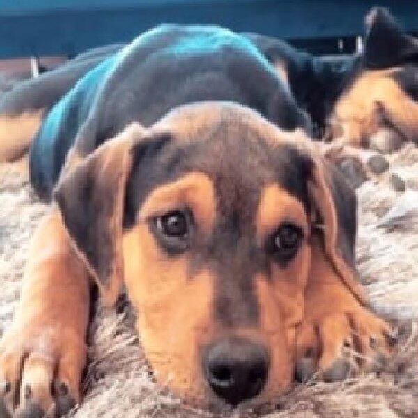 Chappi y Laika recién llegados a su hogar. Captura de Instagram.