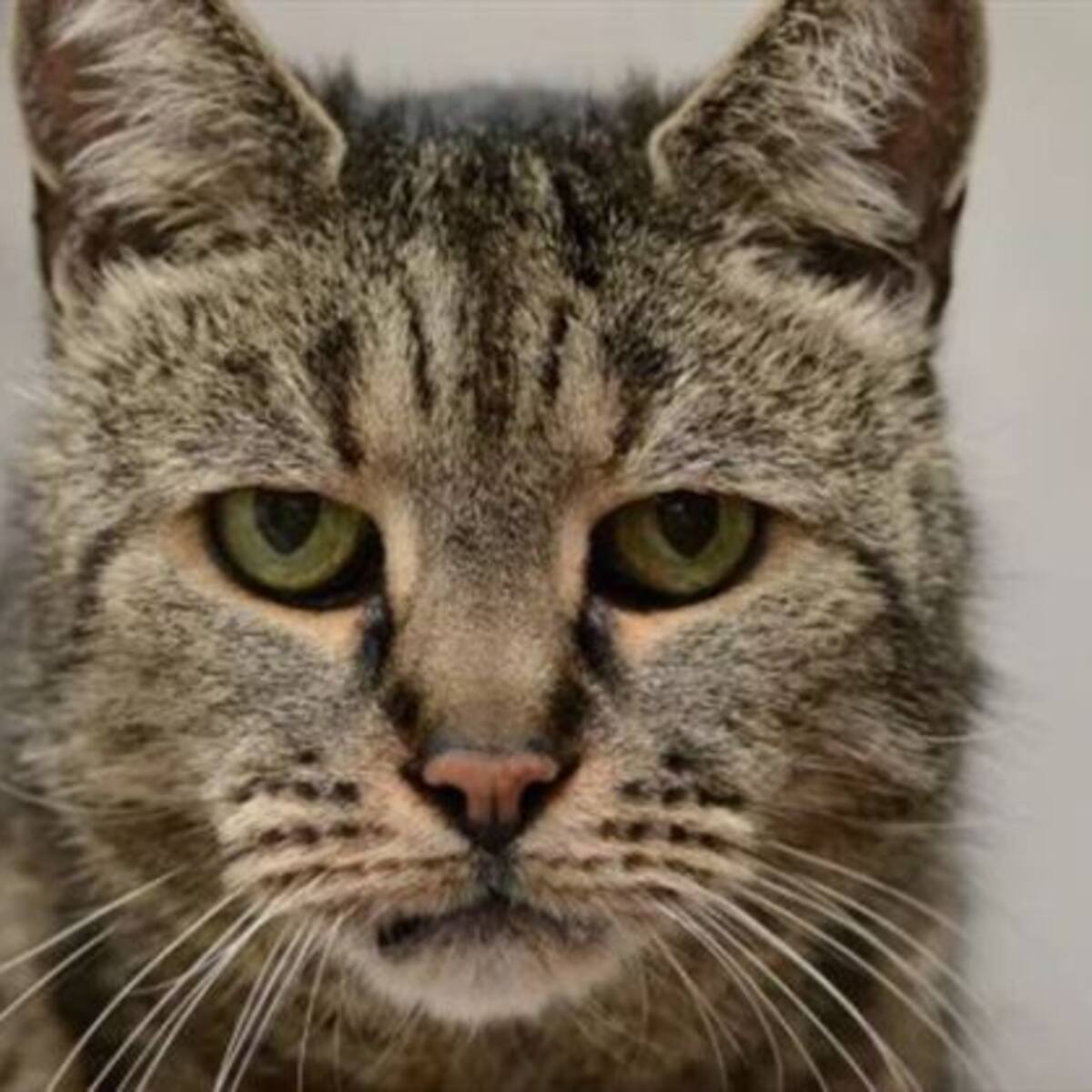 Fallece el gato más viejo del mundo