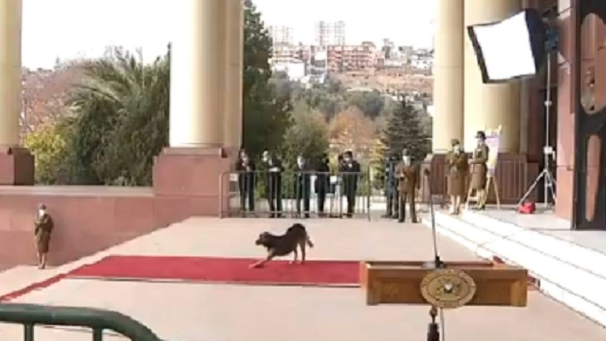 Este perrito burló toda la seguridad del Congreso y hasta se estiró durante la Cuenta Pública