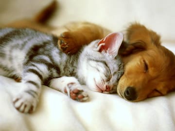 Registro Nacional de Mascotas reveló los nombres más inscritos de perros y gatos en 2025