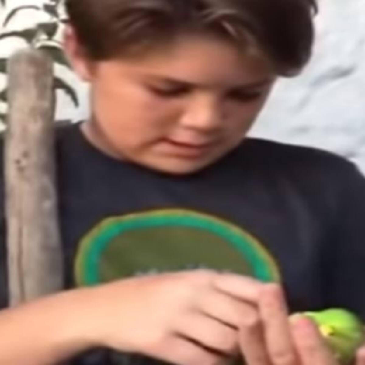 «Adiós, Chimuelo»: Niño chileno entierra a su catita muerta, pero su perro arruina el momento