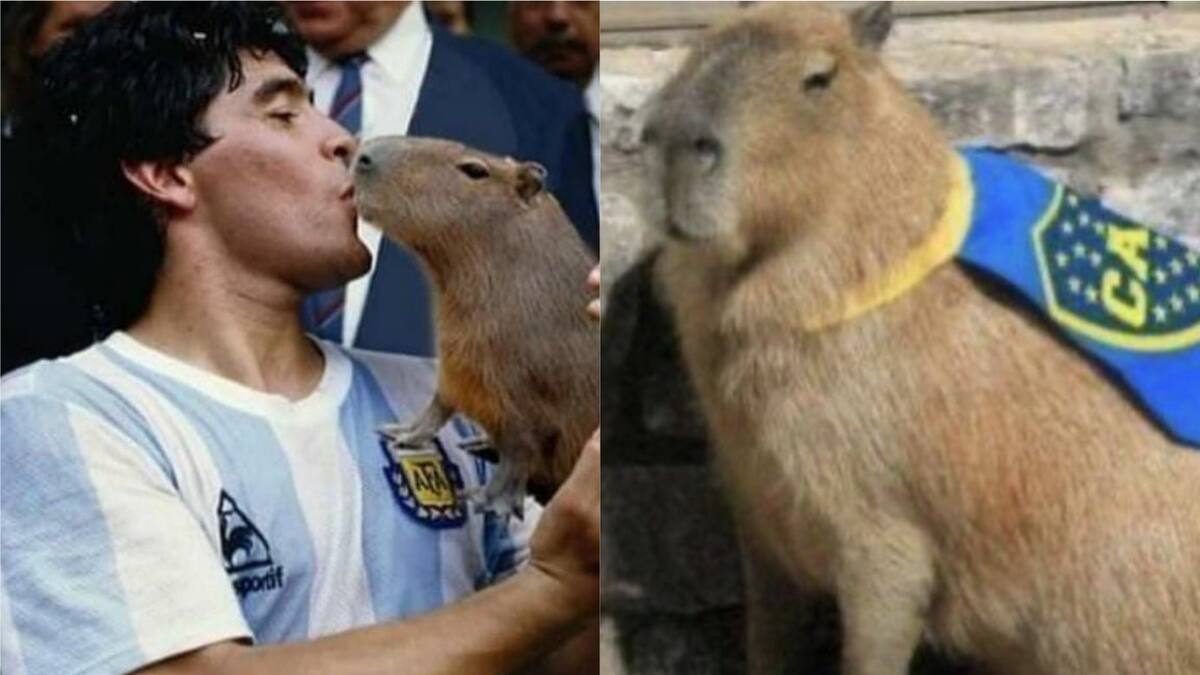 ¡Carpincho locura, papá! Presencia de capibaras en condominios exclusivos de Argentina genera oleada de memes