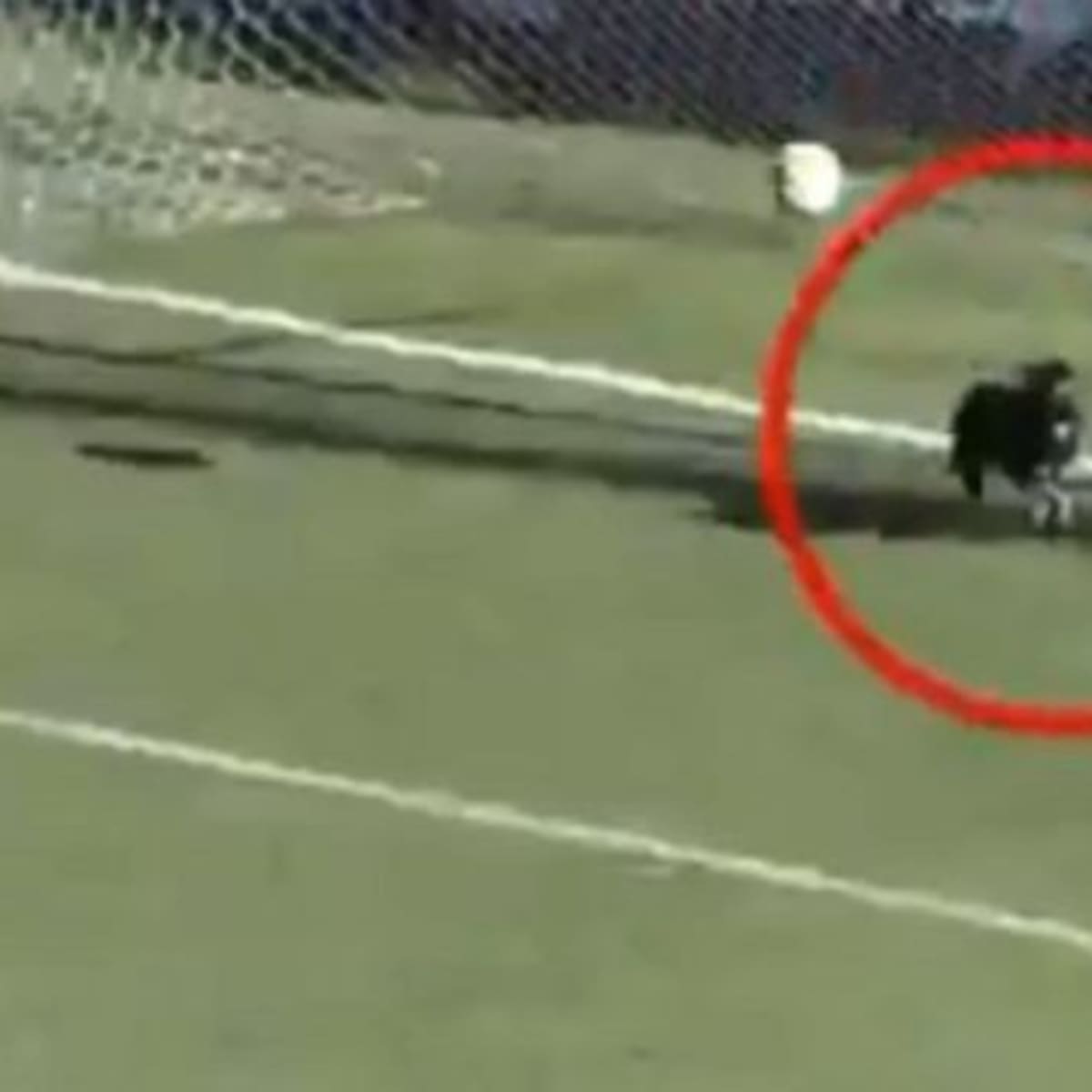 Portero da un mal saque de arco, pero este perrito entra a la cancha y salva el gol