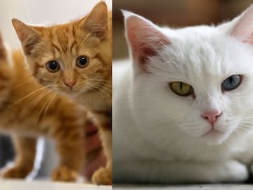 ¿Por qué el 8 de agosto se celebra el día internacional del gato?