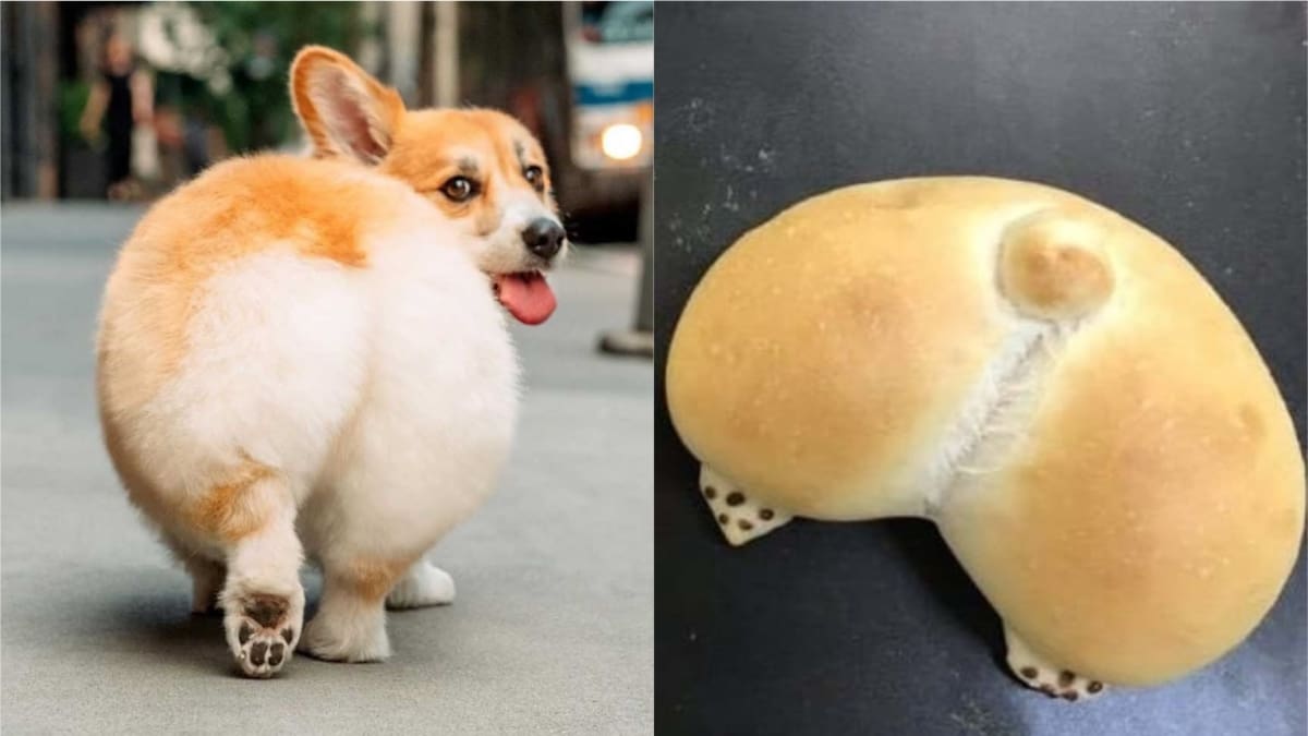 ¡Deliciosamente adorables! Panadería japonesa hace bollos con forma de trasero de Corgi