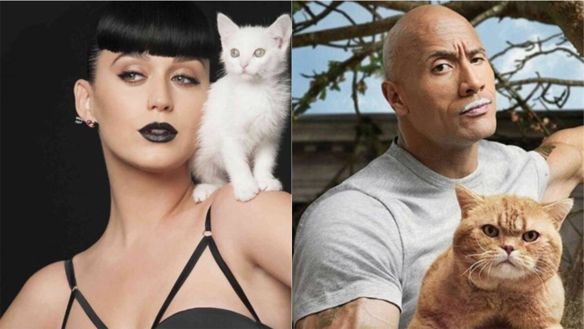 Día internacional del gato: Conoce los michis regalones de los famosos