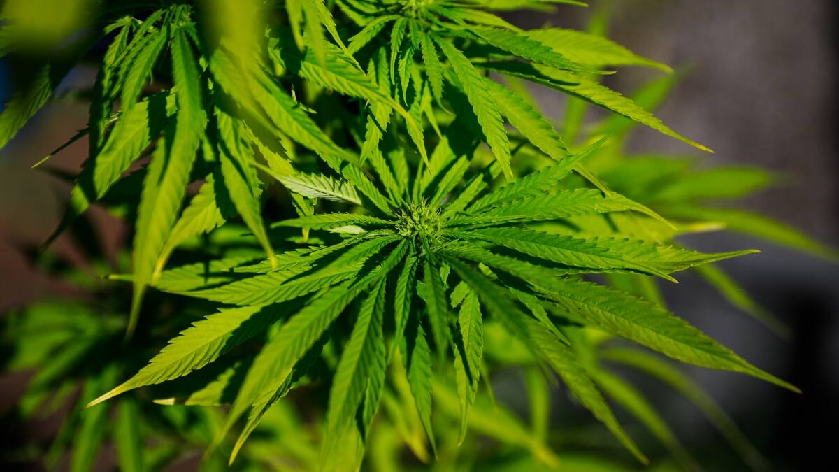 Cannabis podría dejar de ser una sustancia prohibida para los deportistas