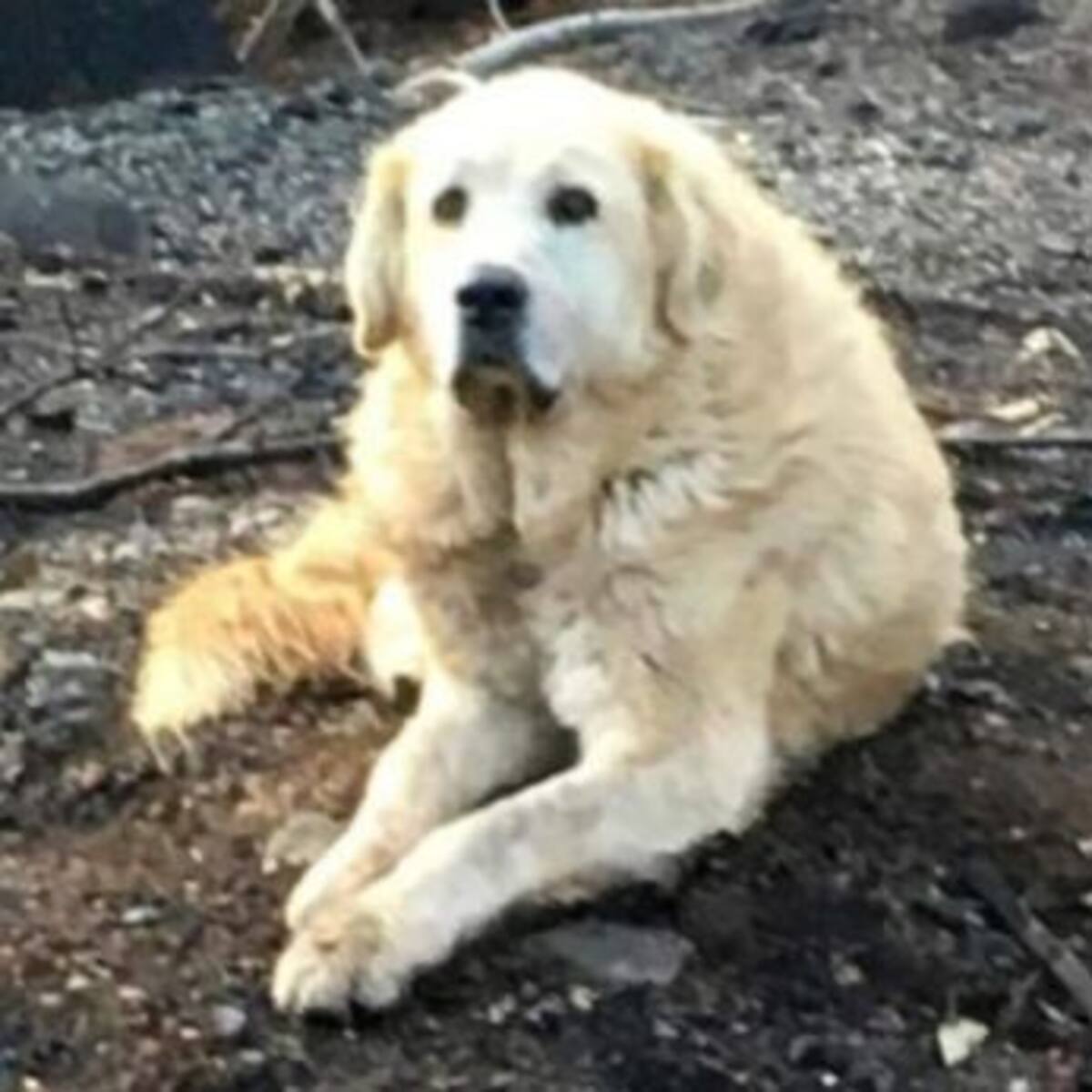 Él es tu amigo fiel: Perrito que sobrevivió los incendios en California cuidó durante un mes la casa de su dueña