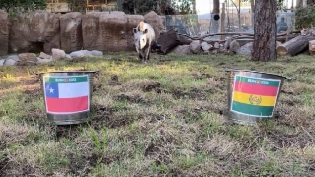 Chile vs Bolivia: Sabio y poderoso Tapir Manolo dio su pronóstico para el partido