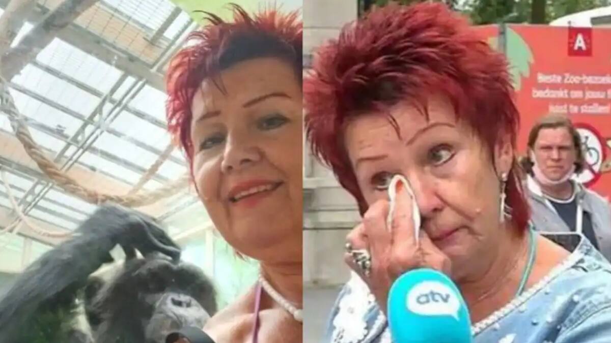 «Él me ama»: Zoológico prohíbe el acceso de mujer que «pololea» con chimpancé