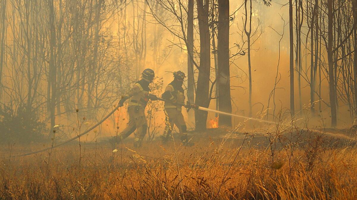 SAG coordina rescate de fauna silvestre afectada por incendios forestales