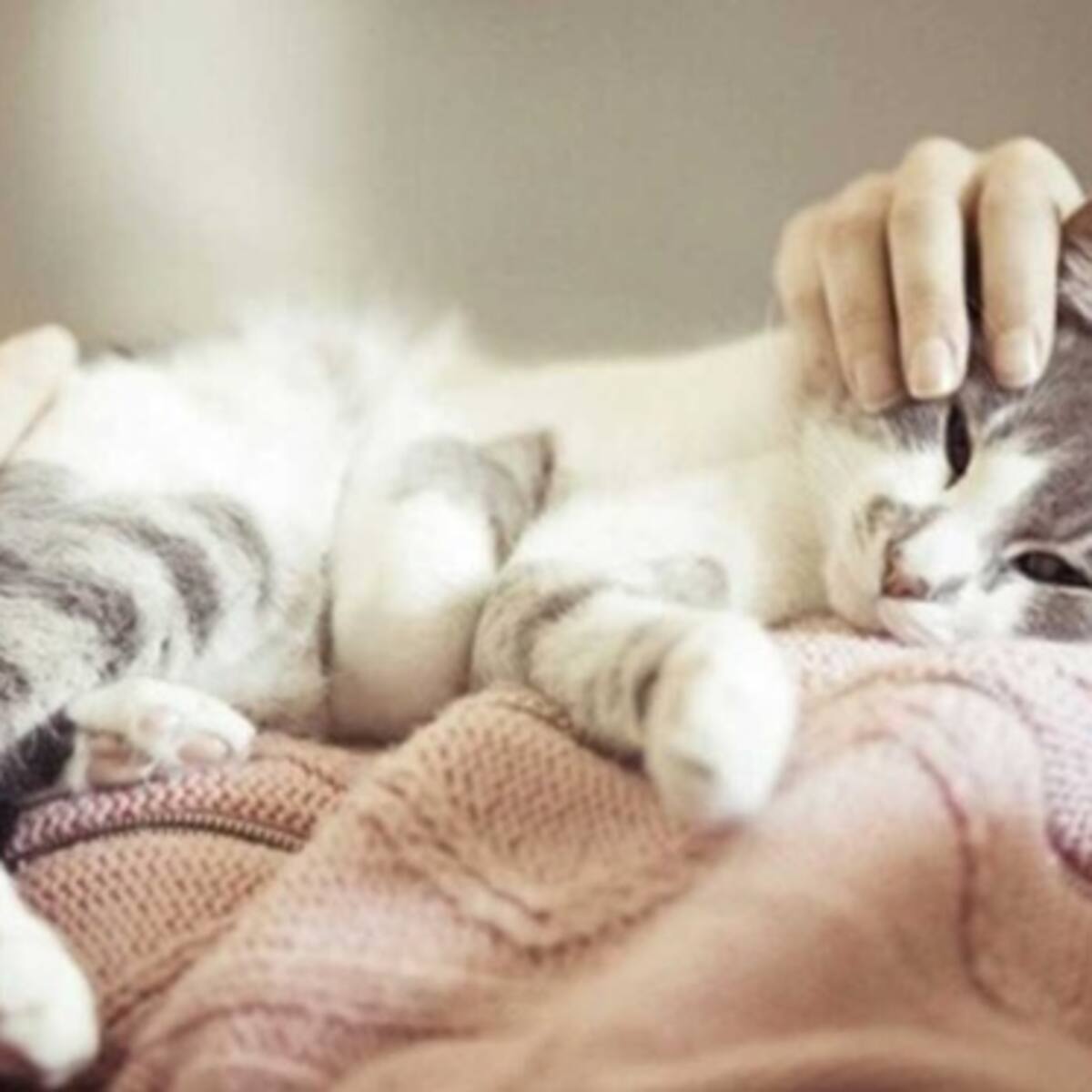 En este trabajo soñado te pagarán 18 millones de pesos por acariciar gatos